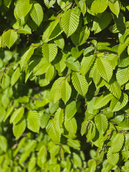 Carpinus betulus - Hainbuche / Weißbuche