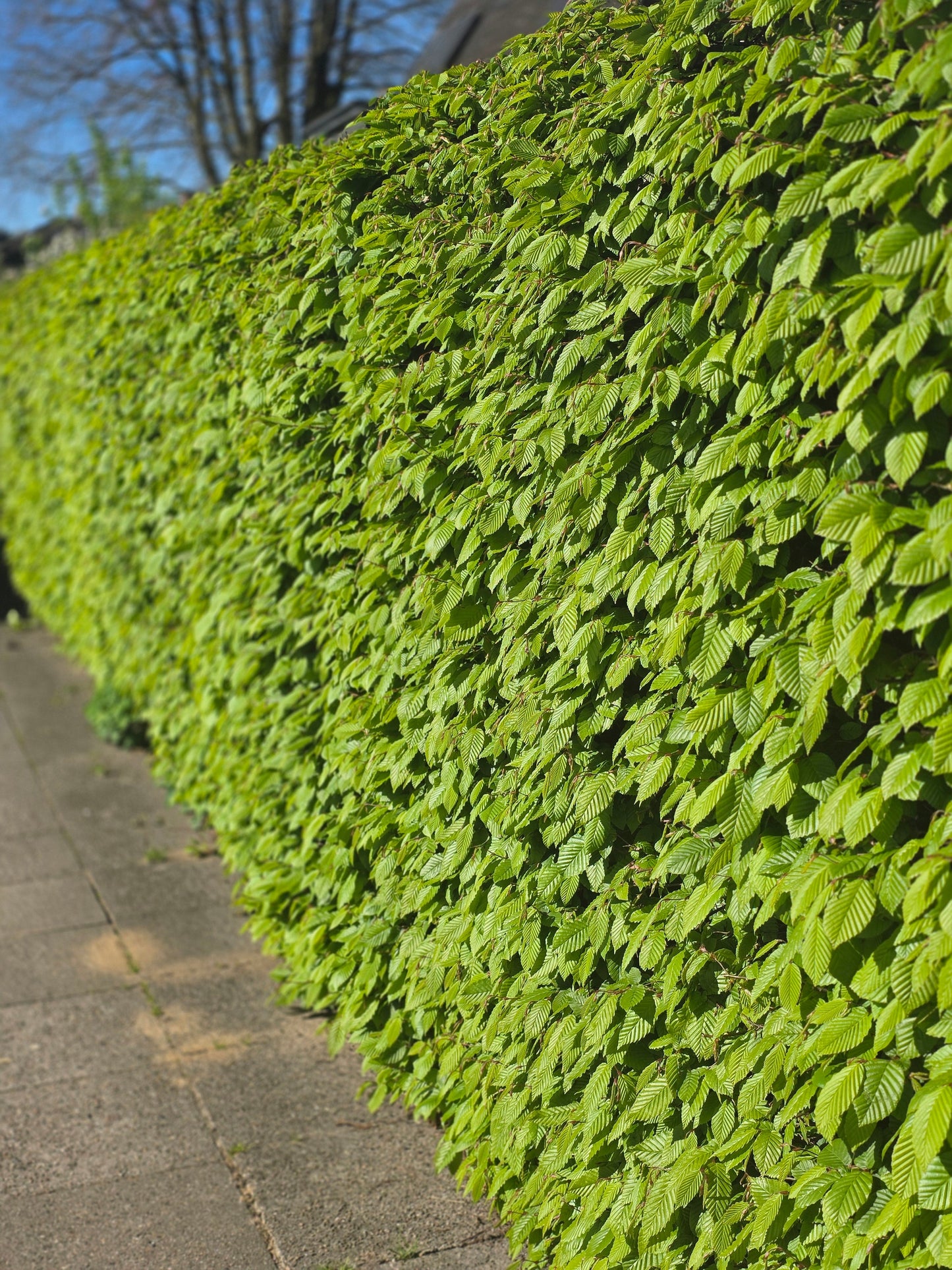 Carpinus betulus - Hainbuche / Weißbuche
