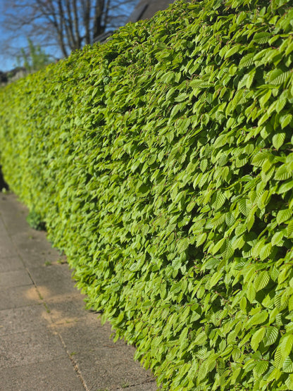 Carpinus betulus - Hainbuche / Weißbuche
