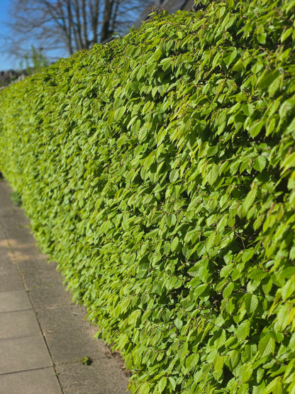 Carpinus betulus - Hainbuche / Weißbuche