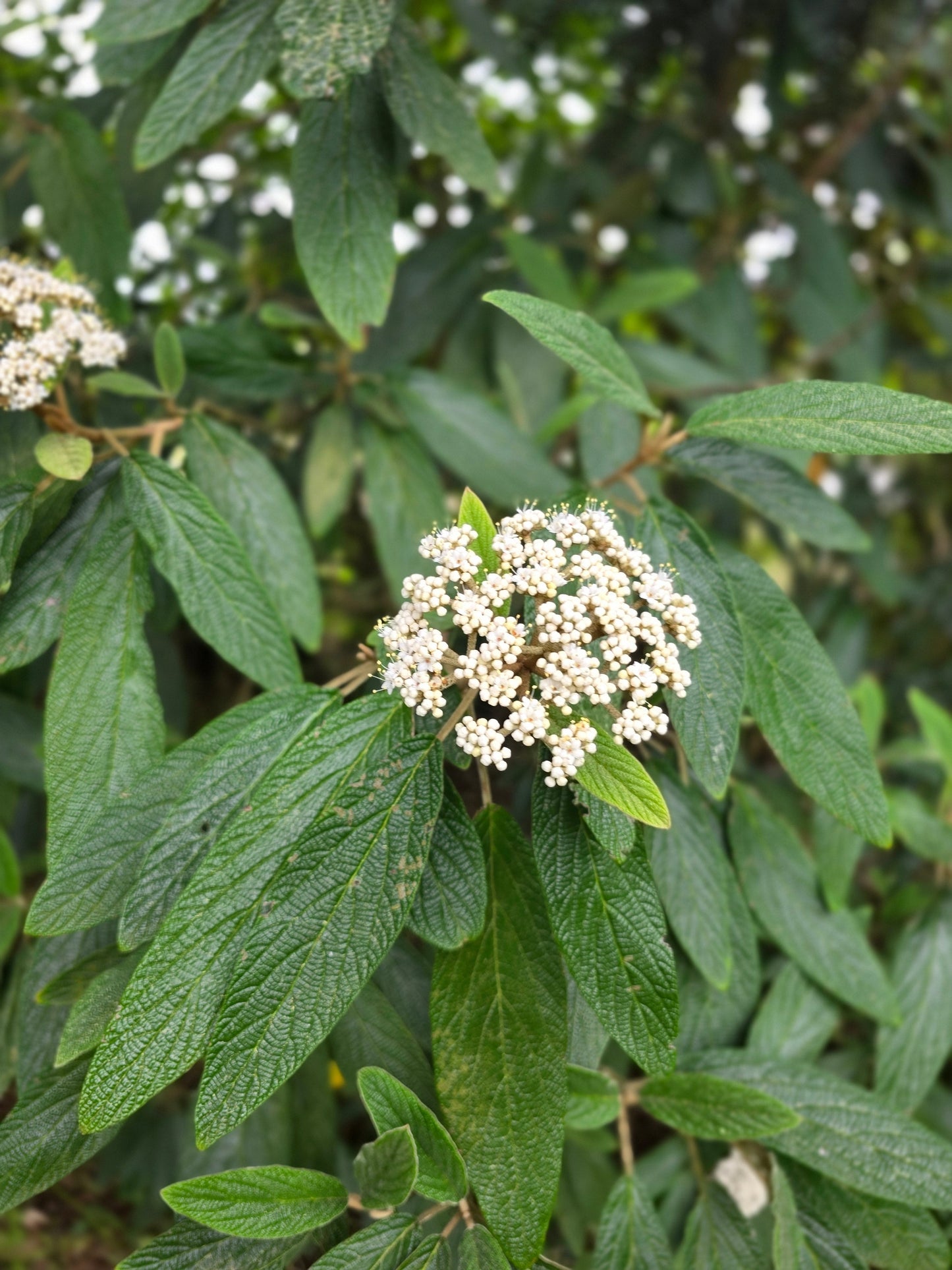 Viburnum rhytidophyllum - Immergrüner Zungen-Schneeball