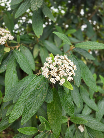 Viburnum rhytidophyllum - Immergrüner Zungen-Schneeball
