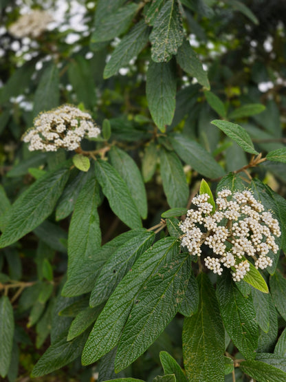 Viburnum rhytidophyllum - Immergrüner Zungen-Schneeball