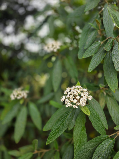 Viburnum rhytidophyllum - Immergrüner Zungen-Schneeball