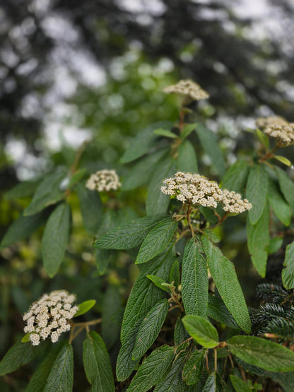 Viburnum rhytidophyllum - Immergrüner Zungen-Schneeball