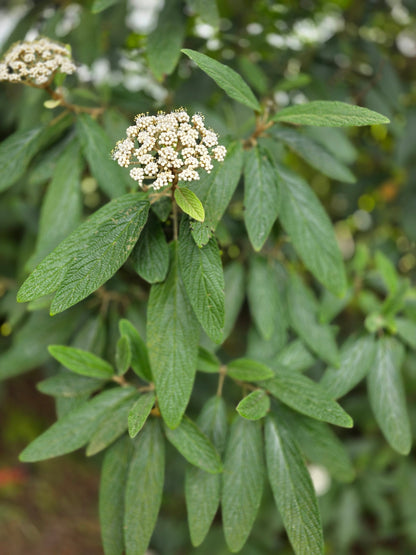 Viburnum rhytidophyllum - Immergrüner Zungen-Schneeball