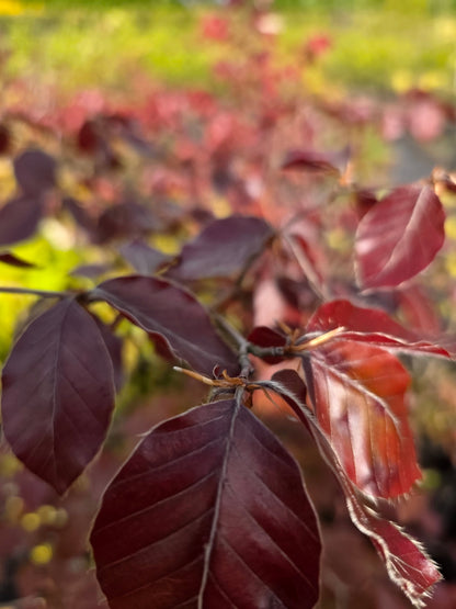Fagus sylvatica purpurea - Blutbuche Baum / Hausbaum