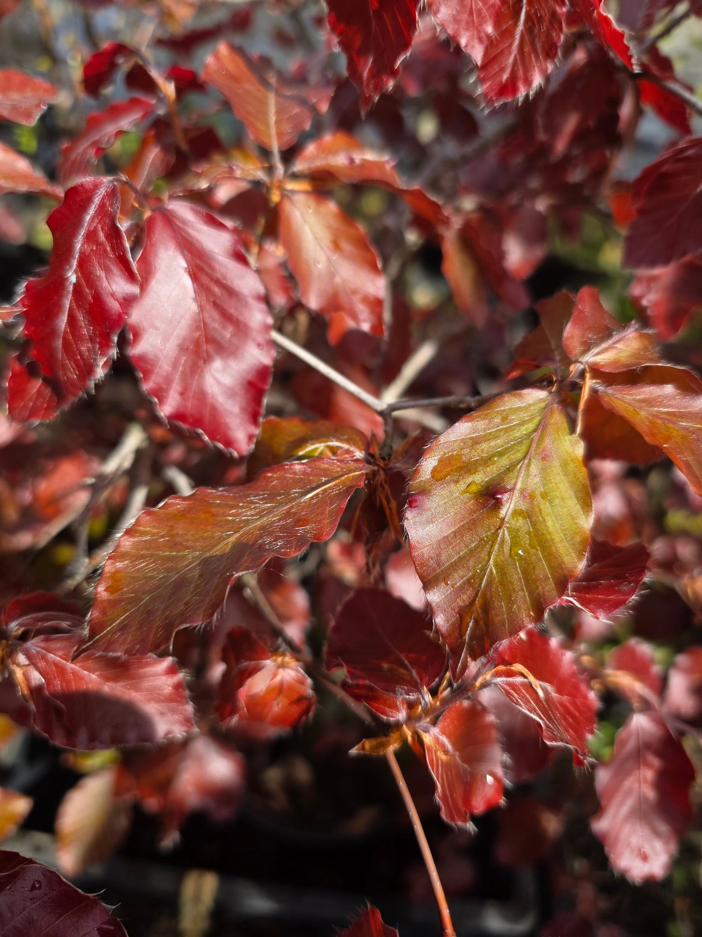 Fagus sylvatica purpurea - Blutbuche Baum / Hausbaum