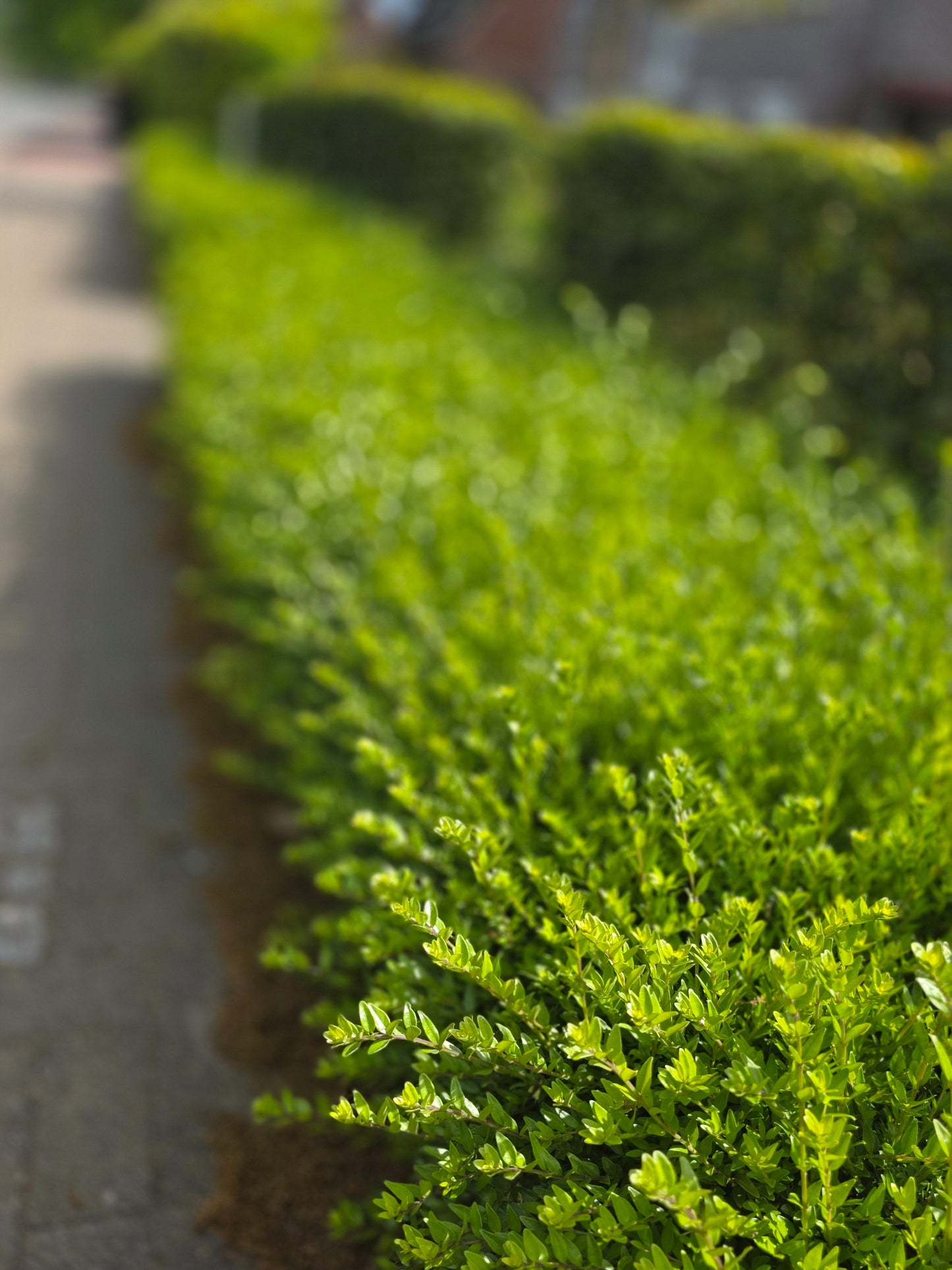 Lonicera nitida 'Maigrün' - Heckenmyrte 'Maigrün'