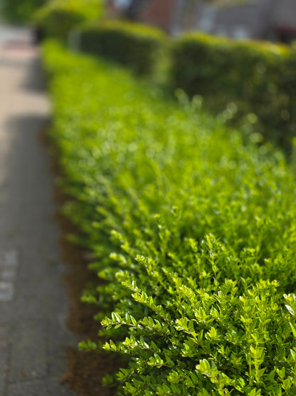 Lonicera nitida 'Maigrün' - Heckenmyrte 'Maigrün'