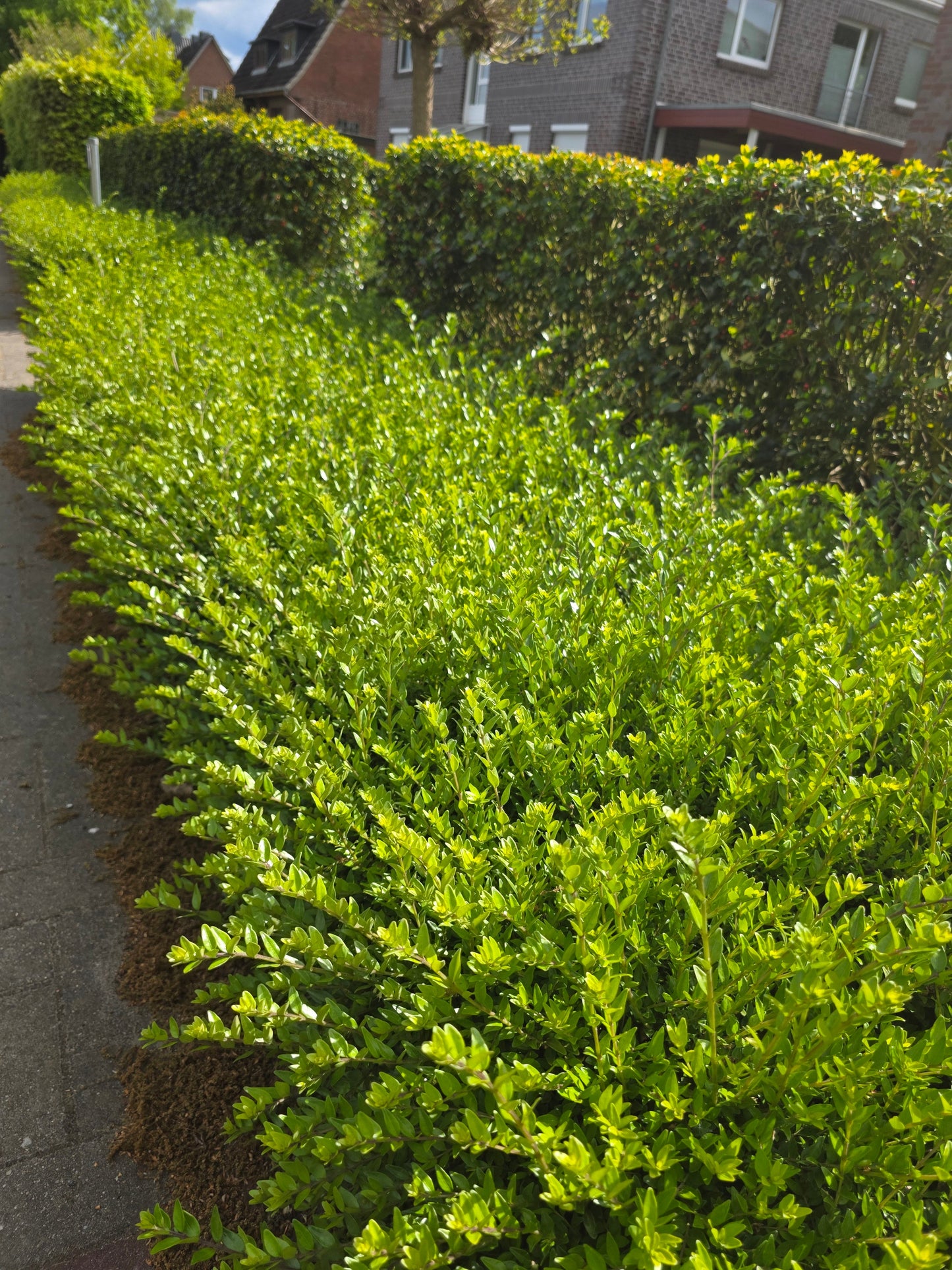 Lonicera nitida 'Maigrün' - Heckenmyrte 'Maigrün'