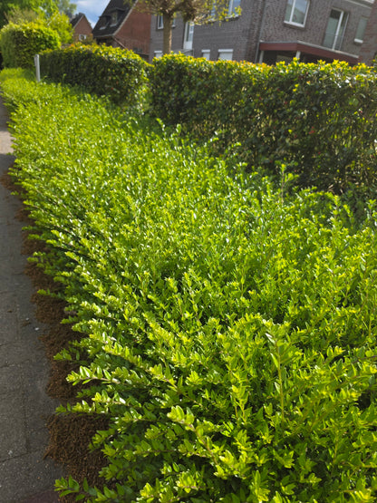 Lonicera nitida 'Maigrün' - Heckenmyrte 'Maigrün'