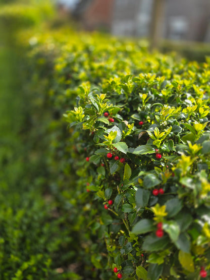 Ilex meserveae 'Heckenfee' ® - Stechpalme 'Heckenfee' ®