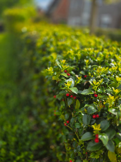 Ilex meserveae 'Heckenfee' ® - Stechpalme 'Heckenfee' ®