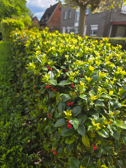 Ilex meserveae 'Heckenfee' ® - Stechpalme 'Heckenfee' ®