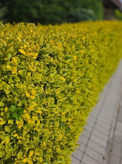 Ligustrum ovalifolium 'Aureum' - Goldliguster