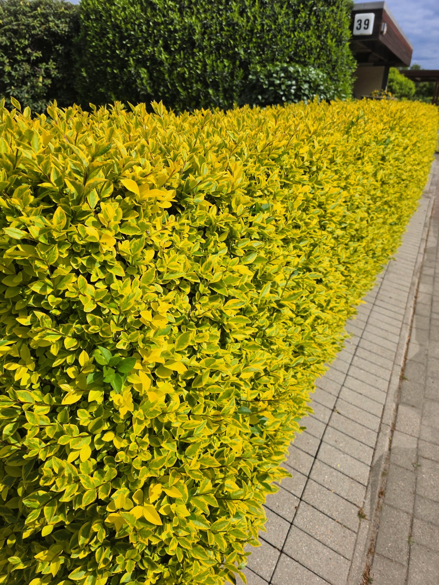 Ligustrum ovalifolium 'Aureum' - Goldliguster