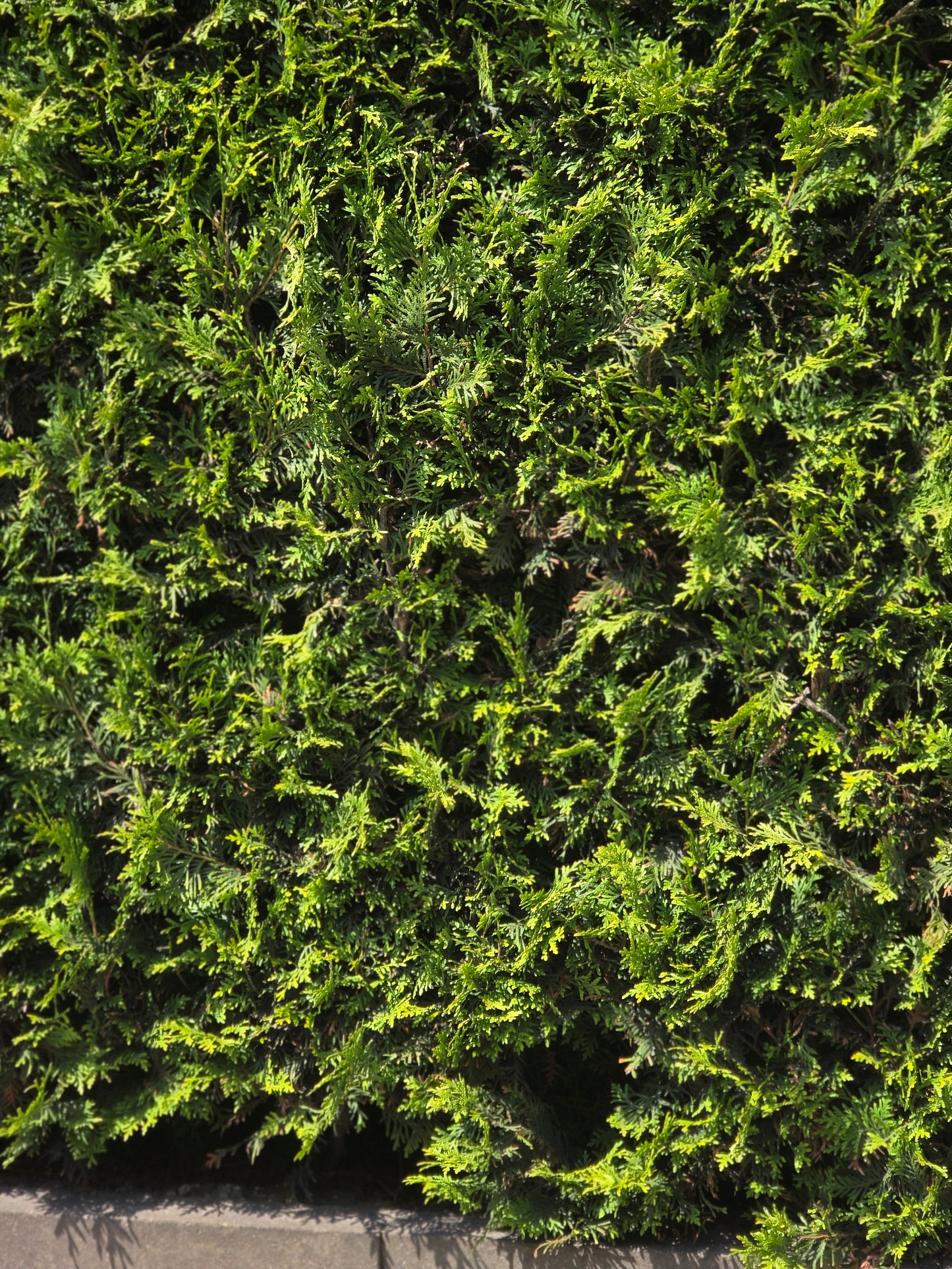 Abendländischer Lebensbaum - Thuja occidentalis