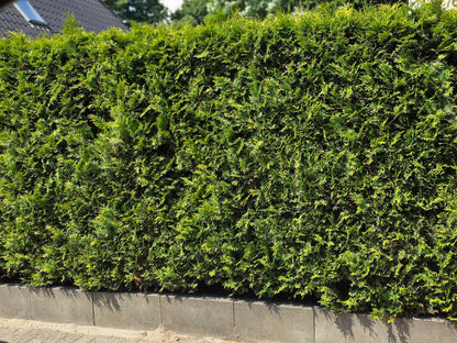 Abendländischer Lebensbaum - Thuja occidentalis