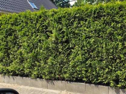 Abendländischer Lebensbaum - Thuja occidentalis