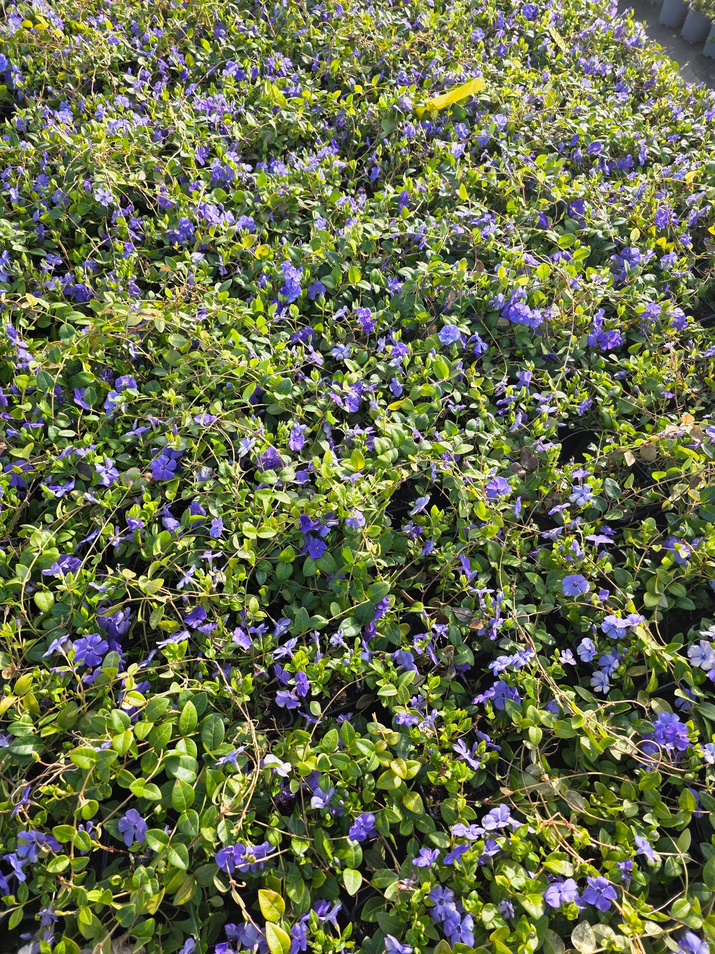Vinca minor 'Bowles' - Immergrün 'Bowles'