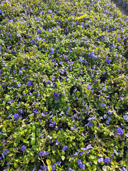 Vinca minor 'Bowles' - Immergrün 'Bowles'
