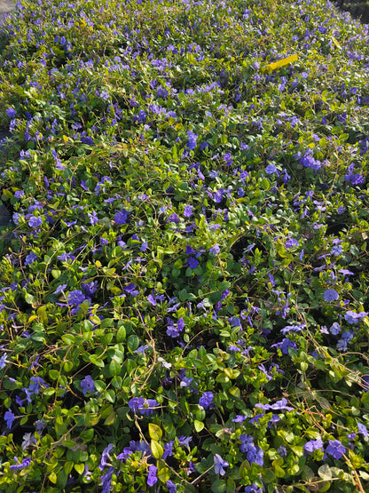 Vinca minor 'Bowles' - Immergrün 'Bowles'