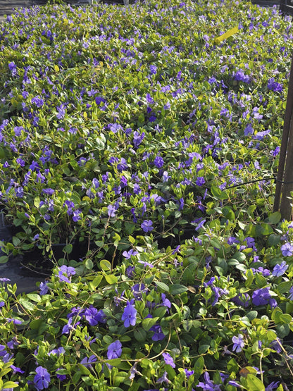Vinca minor 'Bowles' - Immergrün 'Bowles'