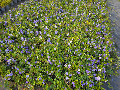 Vinca minor - Kleinblättriges Immergrün