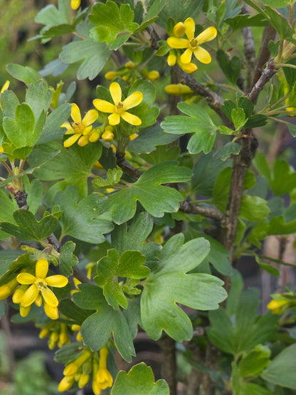 Ribes aureum - Goldjohannisbeere