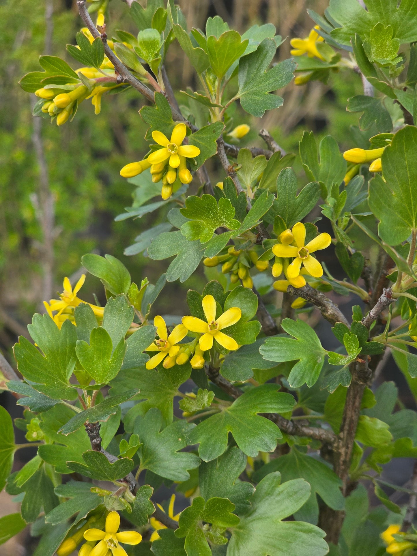 Ribes aureum - Goldjohannisbeere