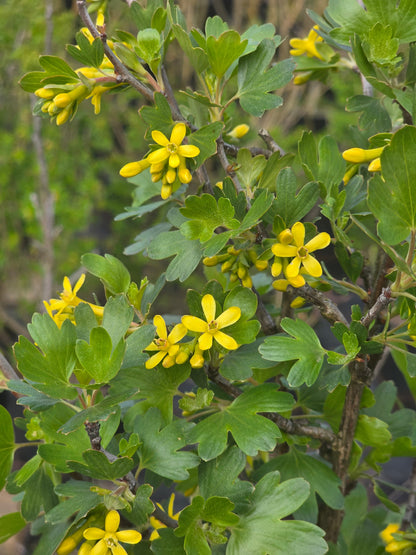 Ribes aureum - Goldjohannisbeere