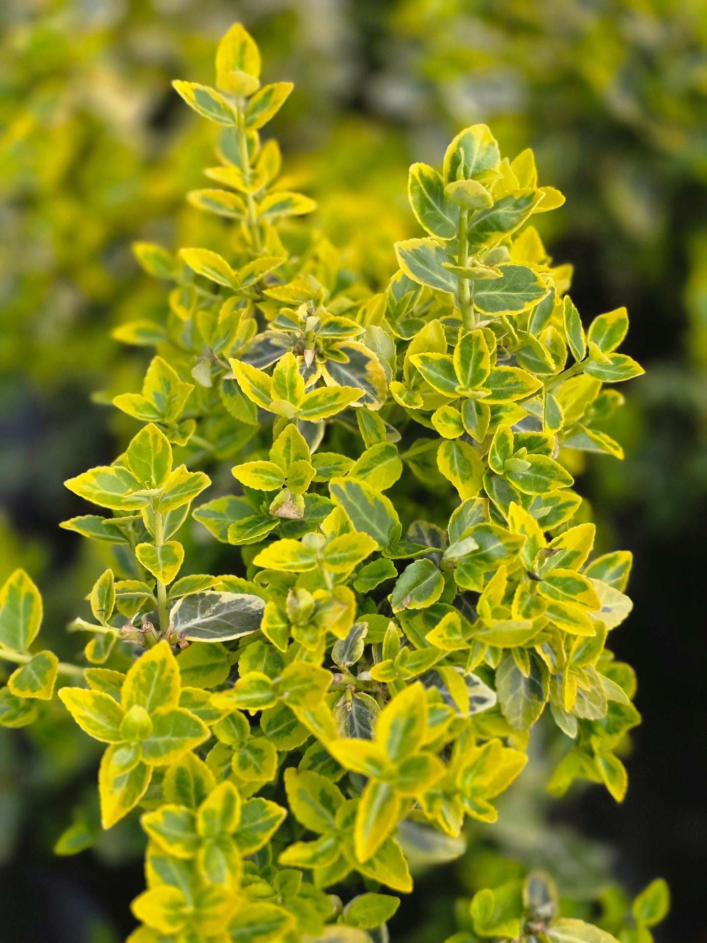 Euonymus fortunei 'Emerald'n Gold' - Goldbunte Kriechspindel 'Emerald'n Gold'
