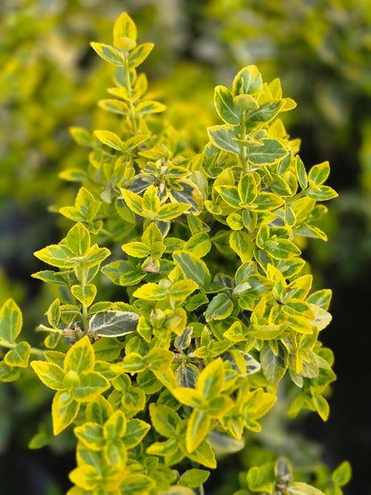 Euonymus fortunei 'Emerald'n Gold' - Goldbunte Kriechspindel 'Emerald'n Gold'