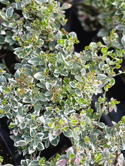 Euonymus fortunei 'Emerald Gaiety' - Weißbunte Kriechspindel 'Emerald Gaiety'