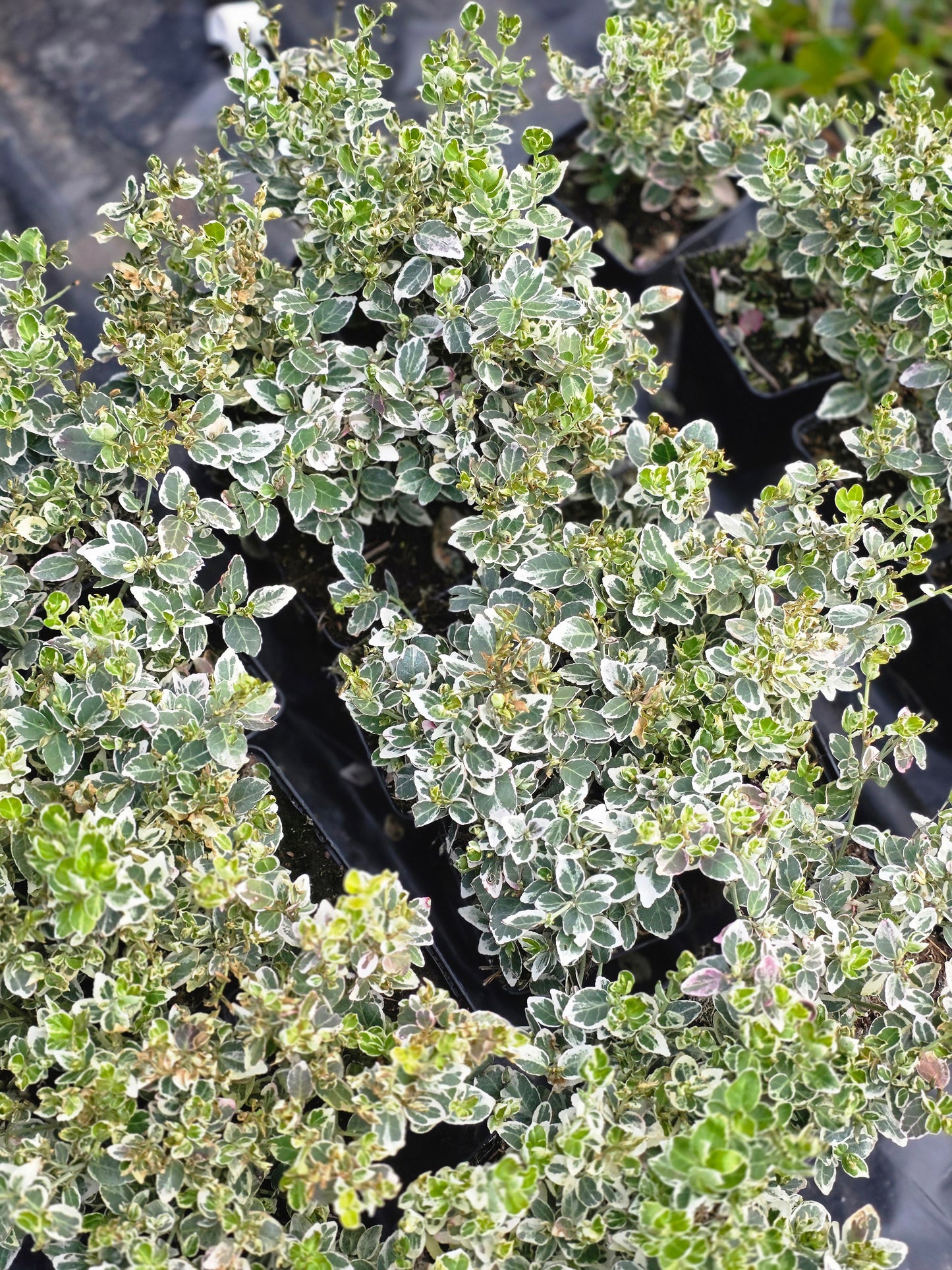 Euonymus fortunei 'Emerald Gaiety' - Weißbunte Kriechspindel 'Emerald Gaiety'