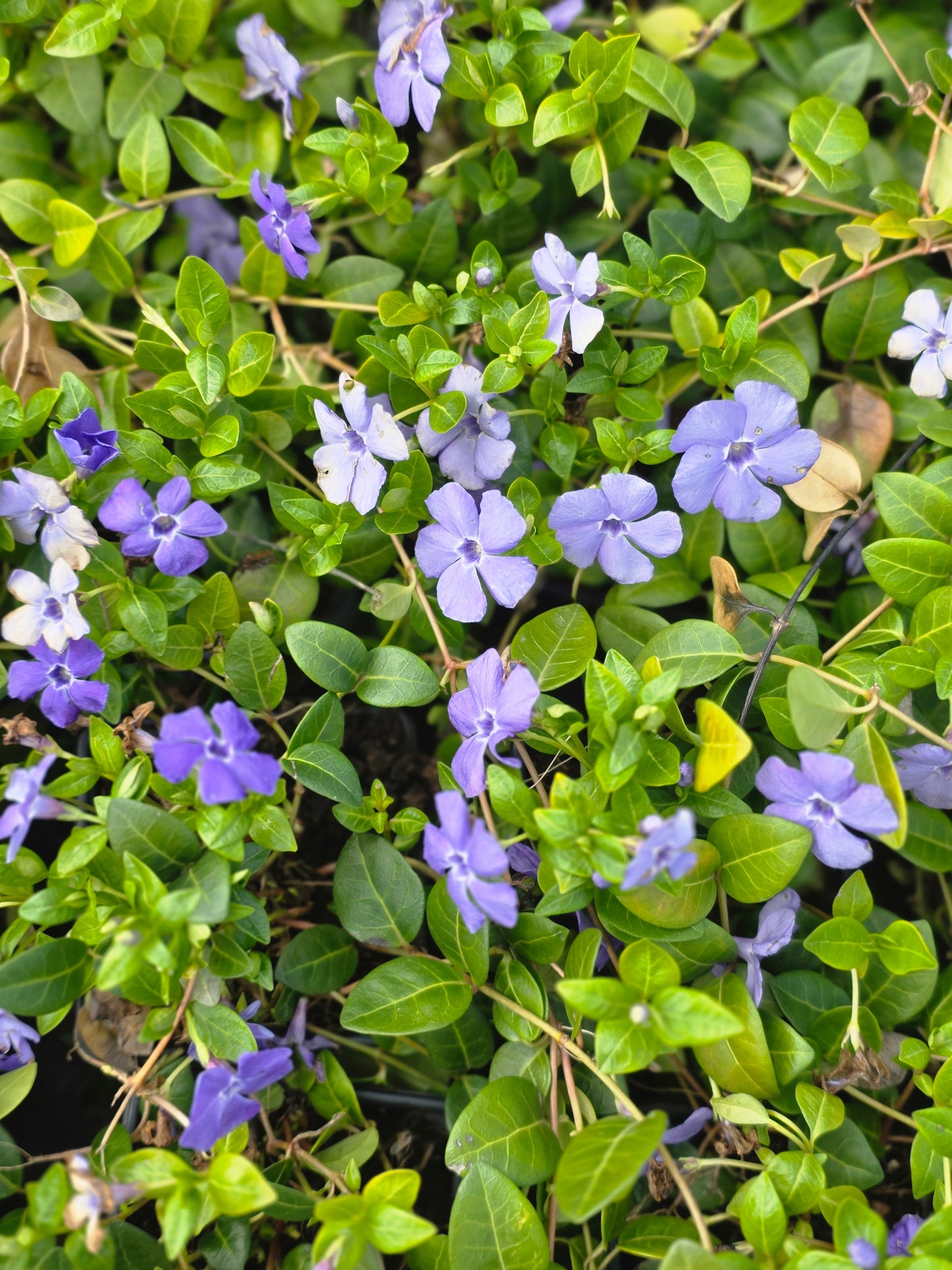 Vinca minor - Kleinblättriges Immergrün