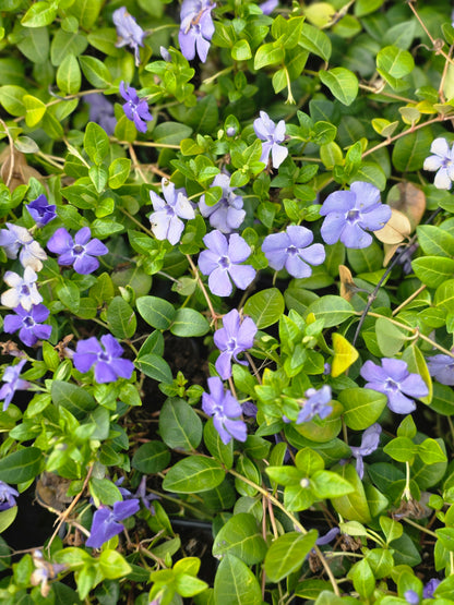 Vinca minor - Kleinblättriges Immergrün