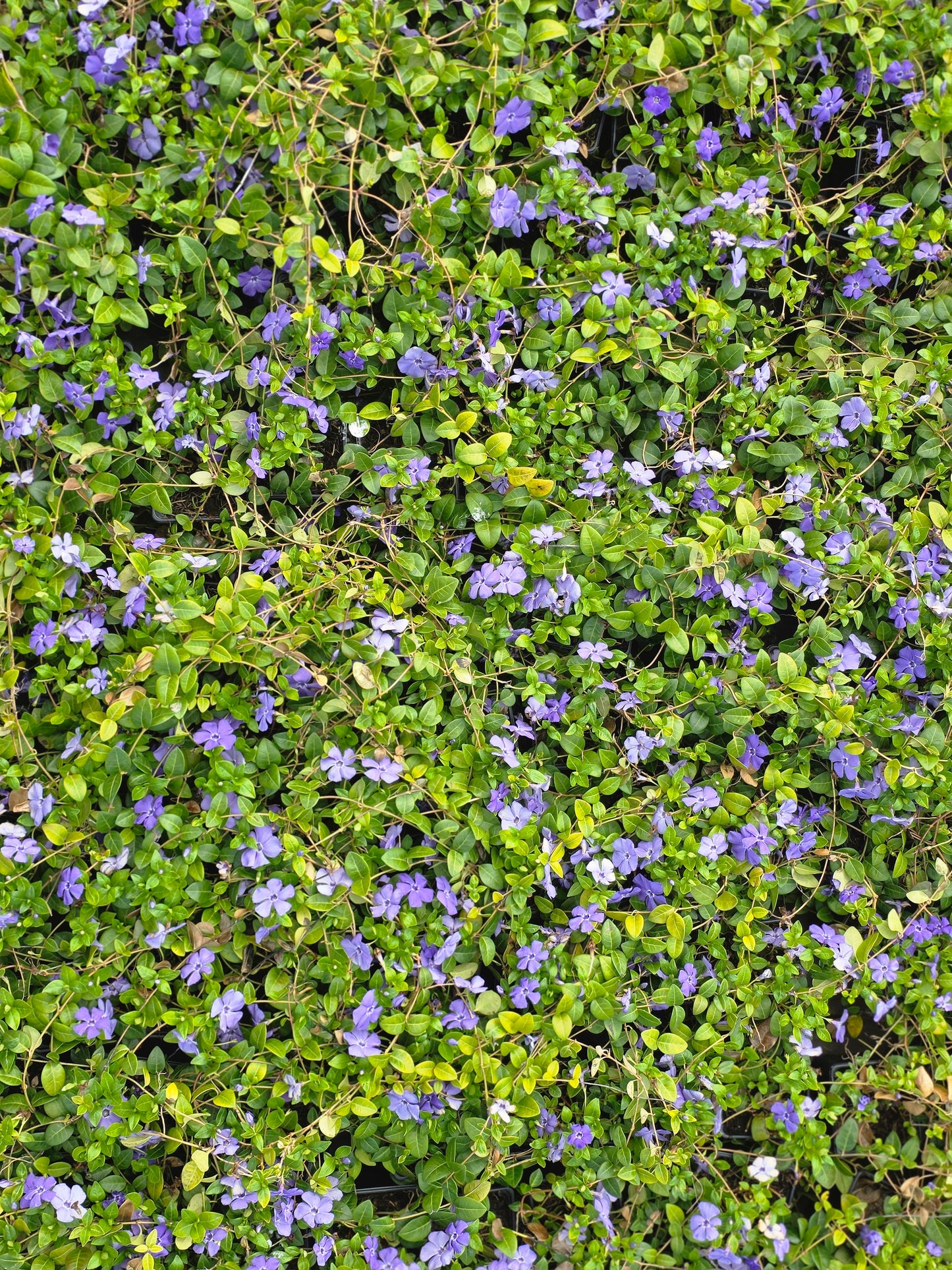 Vinca minor - Kleinblättriges Immergrün