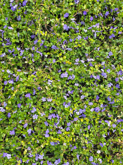 Vinca minor - Kleinblättriges Immergrün