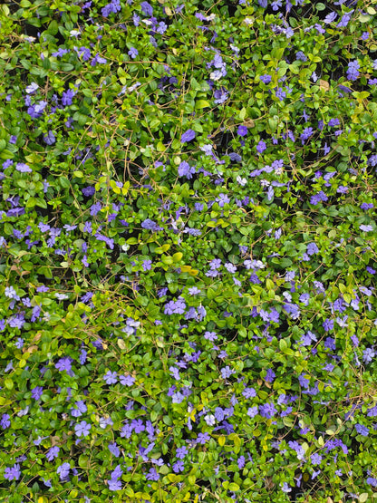 Vinca minor - Kleinblättriges Immergrün