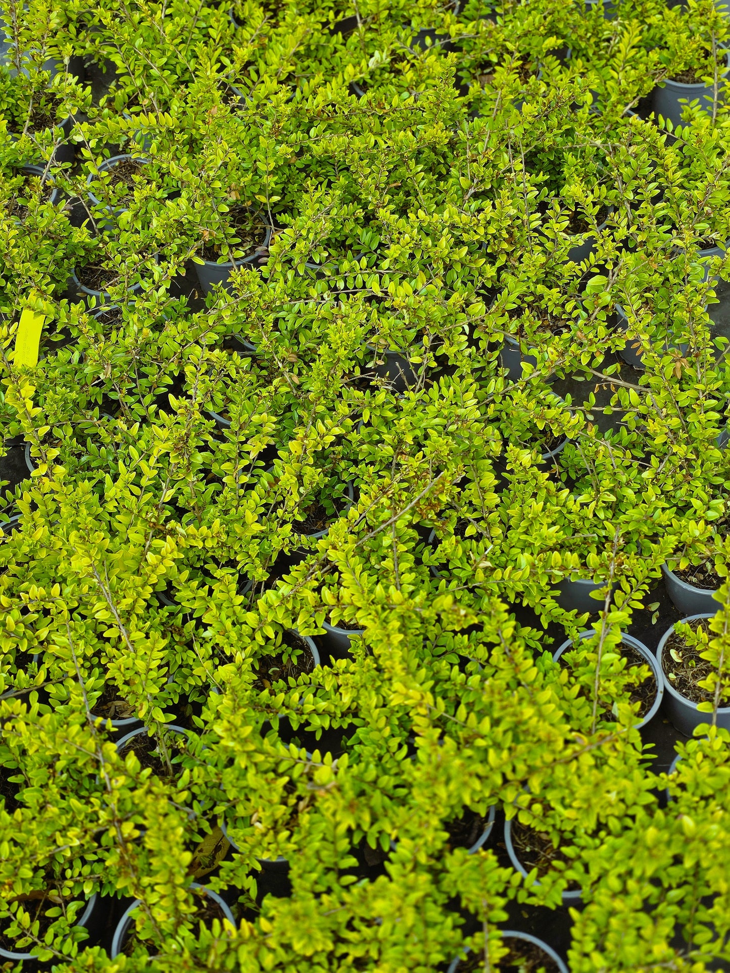 Lonicera nitida 'Maigrün' - Heckenmyrte 'Maigrün'