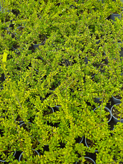 Lonicera nitida 'Maigrün' - Heckenmyrte 'Maigrün'