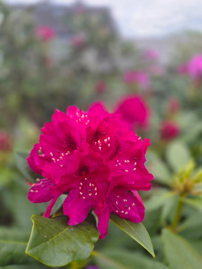 Rhododendron Hybride 'Nova Zembla' - Rhododendron-Hybride 'Nova Zembla'