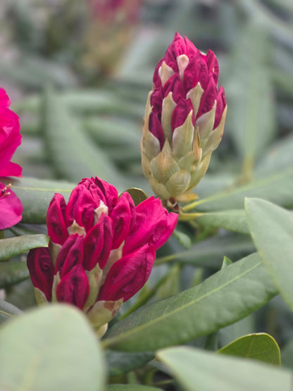 Rhododendron Hybride 'Nova Zembla' - Rhododendron-Hybride 'Nova Zembla'