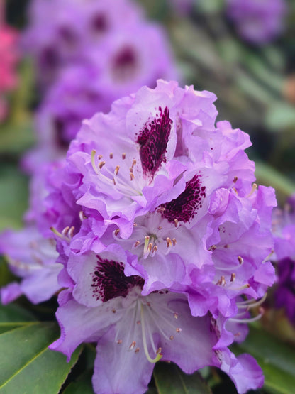 Rhododendron Hybride 'Catawbiense Boursault' - Rhododendron-Hybride 'Catawbiense Boursault'