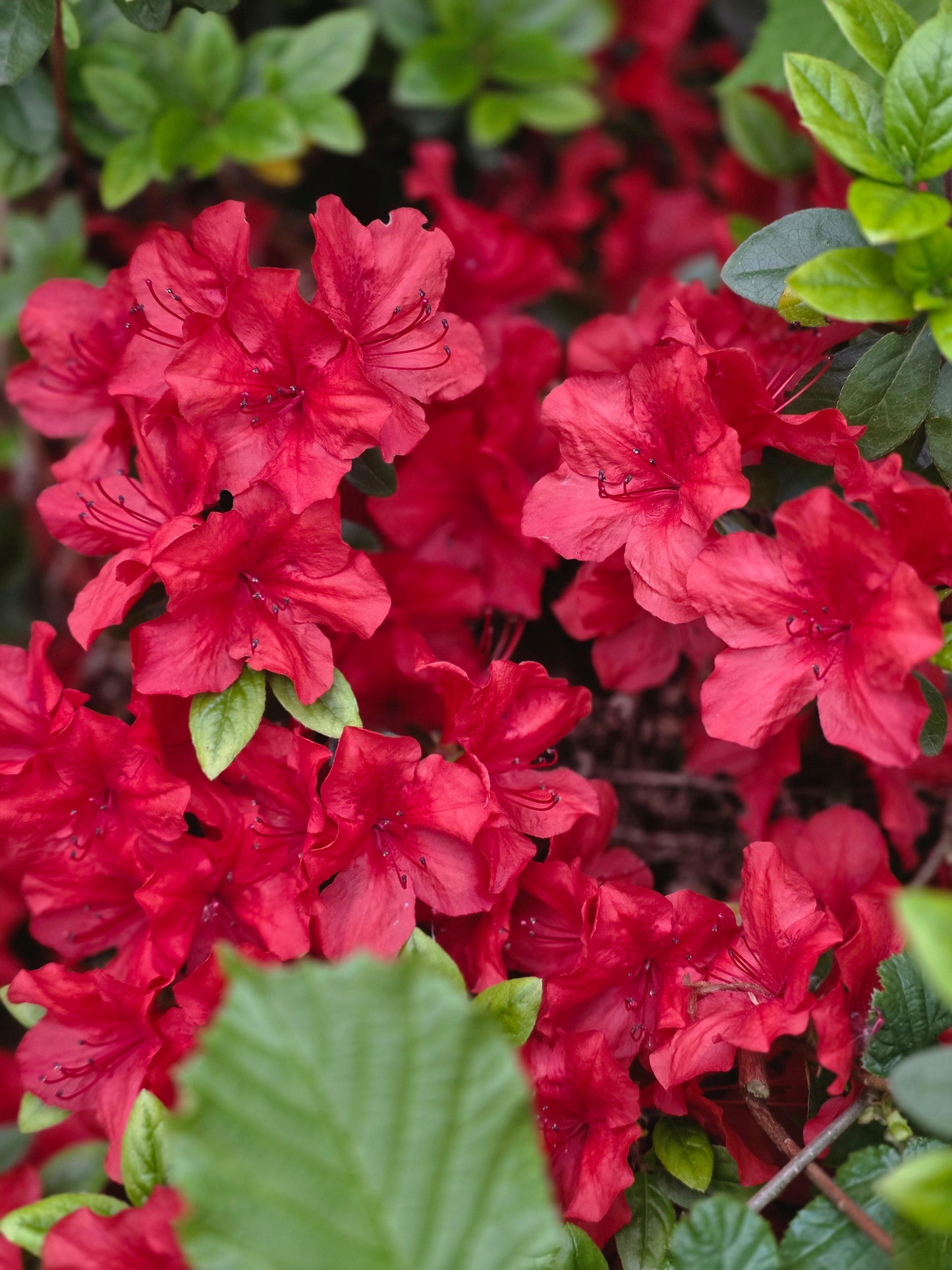 Rhododendron obt.'Maruschka' ® - Japanische Azalee 'Maruschka' ®