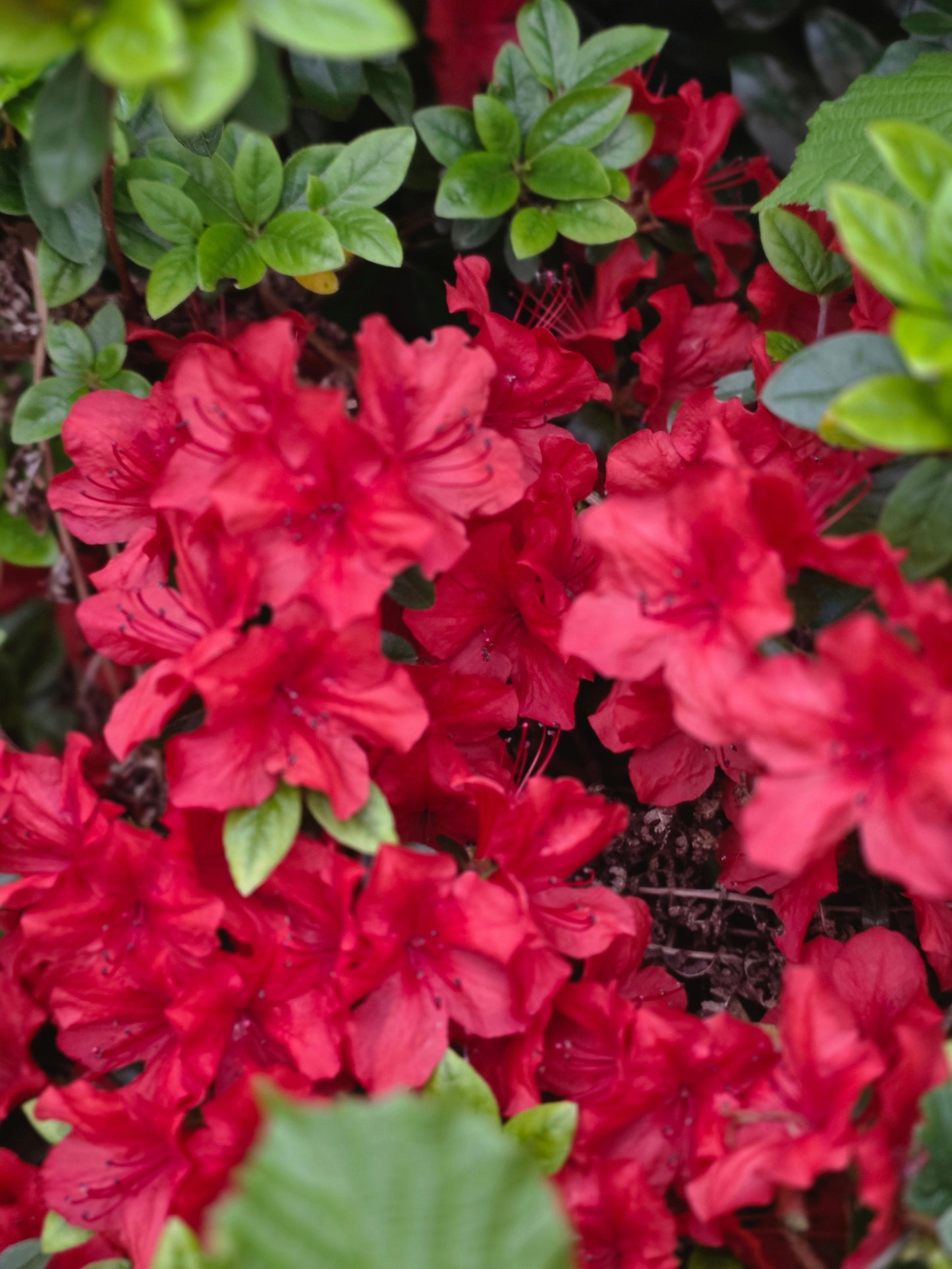 Rhododendron obt.'Maruschka' ® - Japanische Azalee 'Maruschka' ®