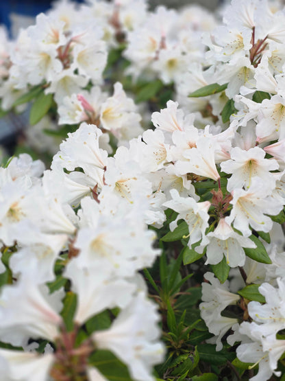 Rhododendron Hybride 'Cunningham's Snow White' - Rhododendron-Hybride 'Cunningham's Snow White'