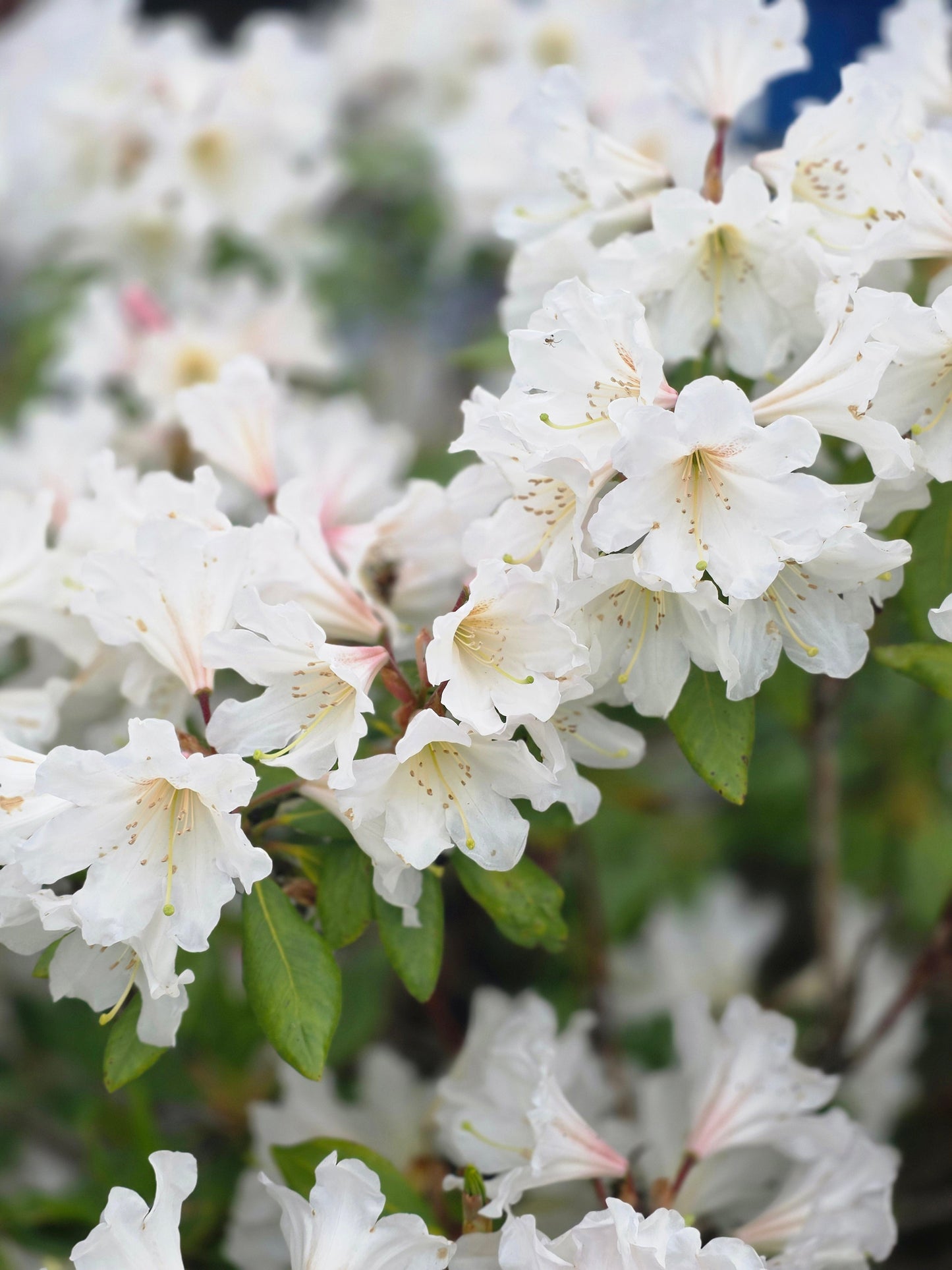 Rhododendron Hybride 'Cunningham's Snow White' - Rhododendron-Hybride 'Cunningham's Snow White'